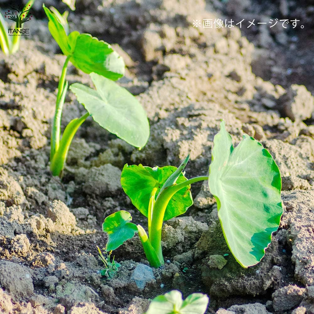 サトイモの種芋 やつこ 【野菜種芋 】｜ 【植物のITANSE】全品