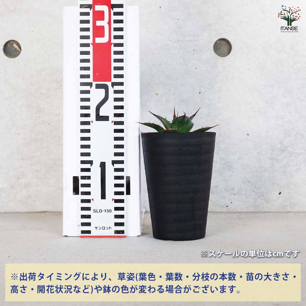 アガベ ホリダ 【多肉植物 3.5号／1個売り】｜ 【植物のITANSE