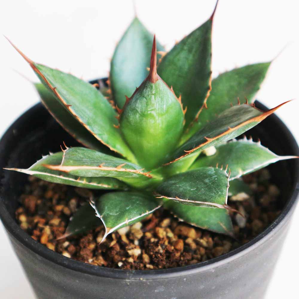 アガベ ホリダ 【多肉植物 3.5号／1個売り】｜ 【植物のITANSE
