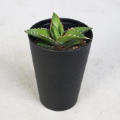 アガベ オテロイ 【多肉植物 3.5号／1個売り】|多肉植物