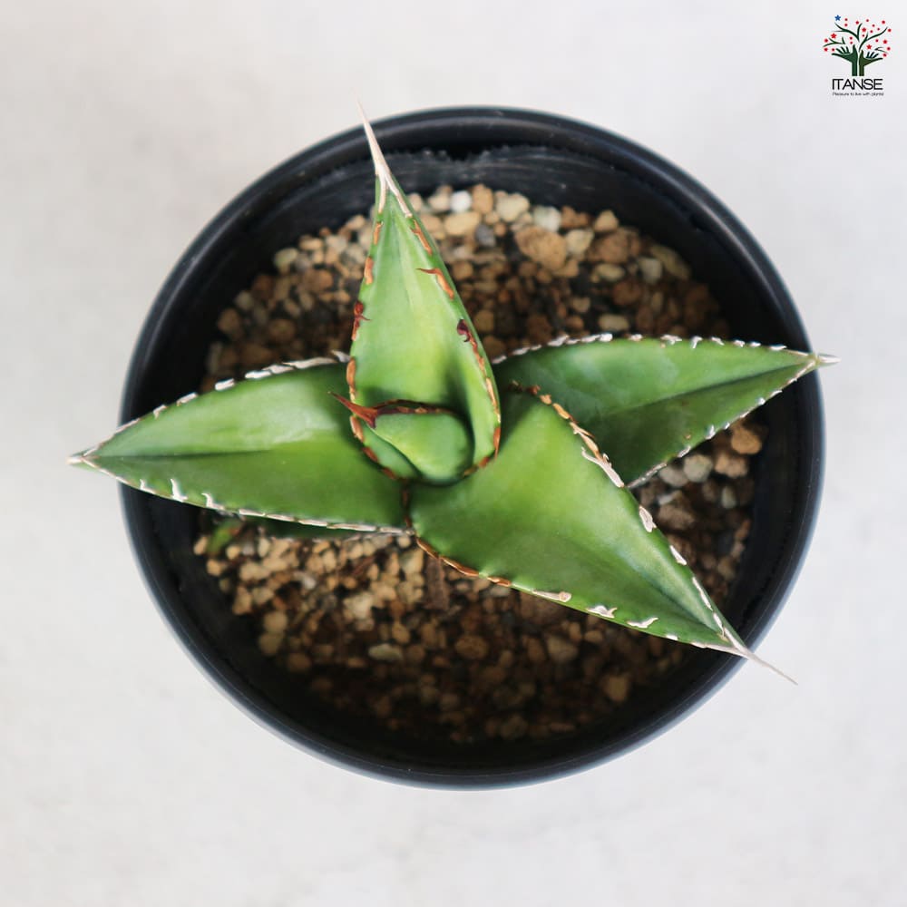 26 アガベ　オテロイ アガベ・オテロイ ワイルド コンパクト | Botanical Archive