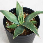 アガベ パリー コウエシー 【多肉植物 3.5号／1個売り】|多肉植物