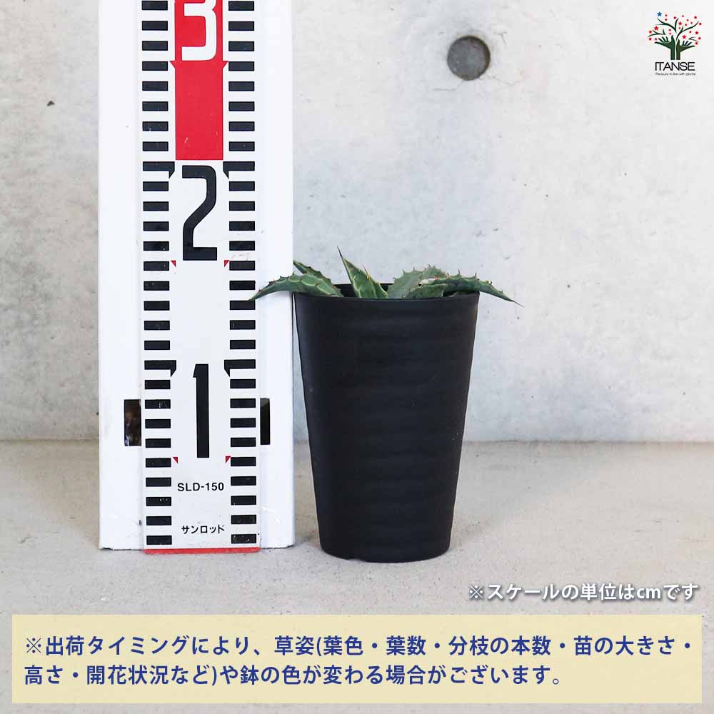 アガベ パリー コウエシー 【多肉植物 3.5号／1個売り】｜ 【植物の