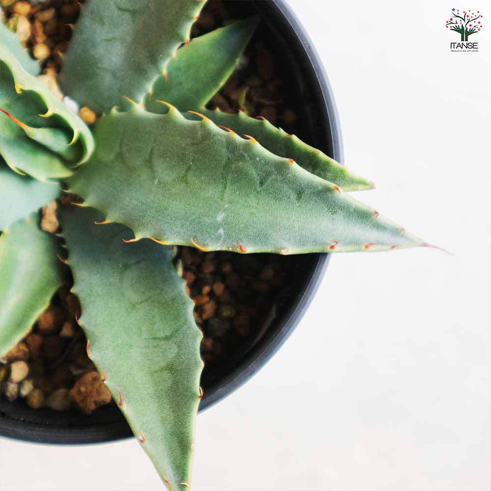 アガベ パリー コウエシー 【多肉植物 3.5号／1個売り】｜ 【植物の