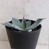 アガベ シュレベイ  【多肉植物 3.5号／1個売り】|多肉植物