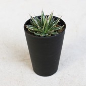 アガベ フィリフェラ シディゲラ 【多肉植物 3.5号／1個売り】|多肉植物
