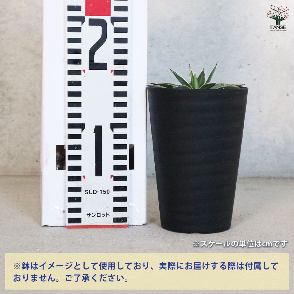 アガベ フィリフェラ シディゲラ 【多肉植物 3.5号／1個売り