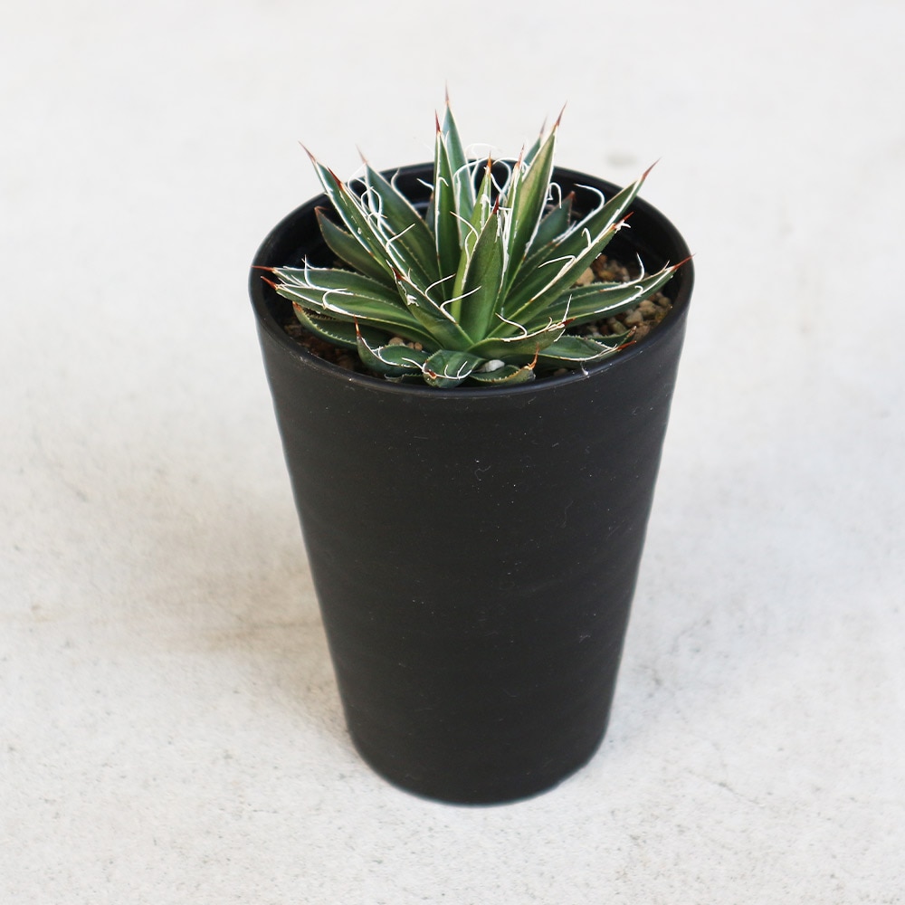 アガベ フィリフェラ シディゲラ 【多肉植物 3.5号／1個売り