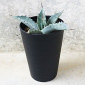 アガベ フレキシスピナ 【多肉植物 3.5号／1個売り】|多肉植物