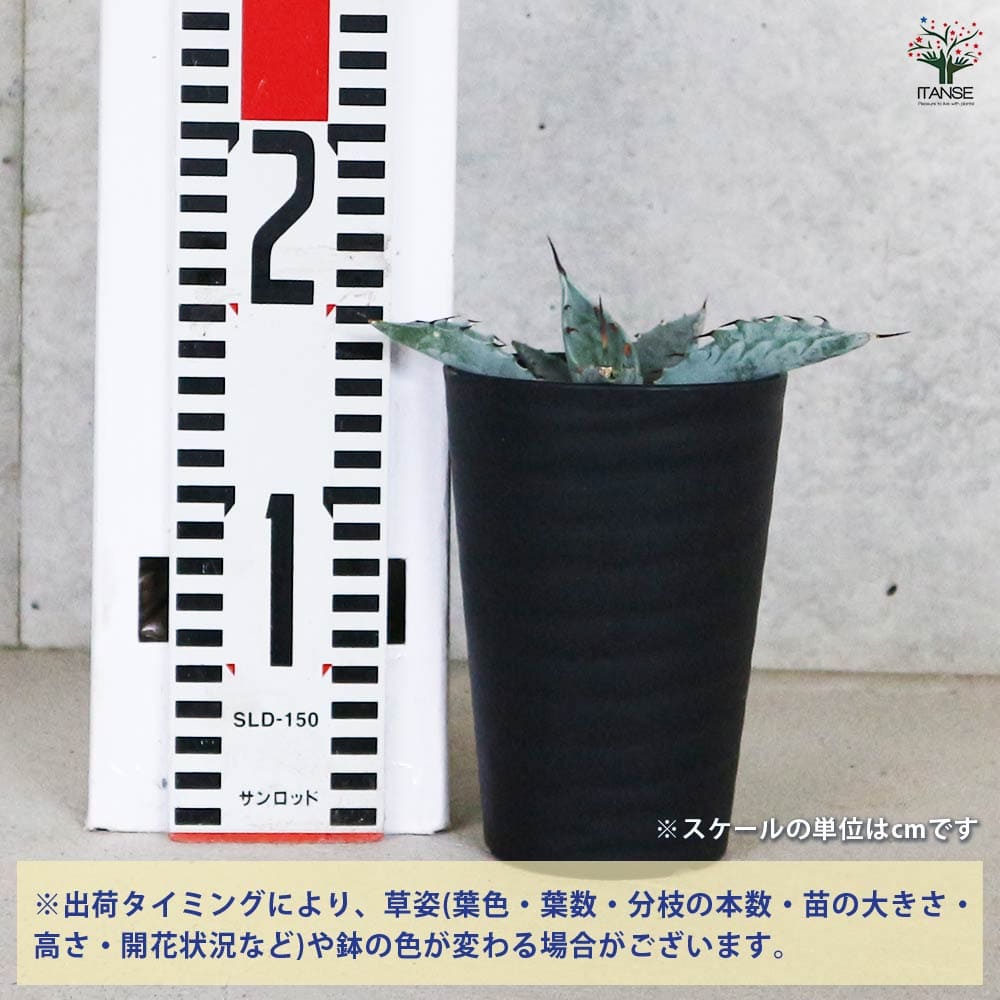アガベ フレキシスピナ 【多肉植物 3.5号／1個売り】｜ 【植物の
