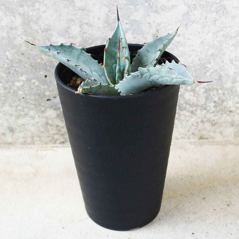 No.162 アガベ ートランカータ フレキシスピナ苗 現品】アガベ・パリー No.162 アガベ ートランカータ フレキシスピナ苗 現品】アガベ・パリー