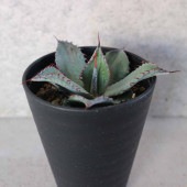 アガベ パルメリー 【多肉植物 3.5号／1個売り】|多肉植物