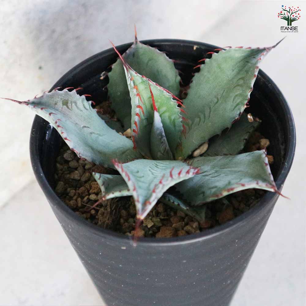 アガベ パルメリー 【多肉植物 3.5号／1個売り】｜ 【植物の