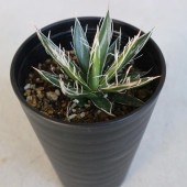 アガベ フィリフェラ 【多肉植物 3.5号／1個売り】|多肉植物