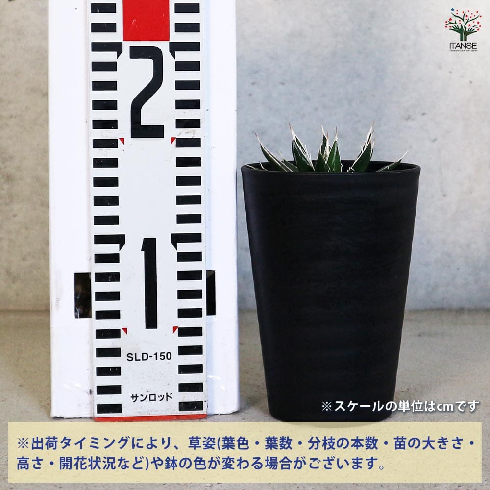 アガベ フィリフィラ 【美株】 極耐寒性アガベ特大フィリフェラ美株フィラメント◇ドライガーデン南国