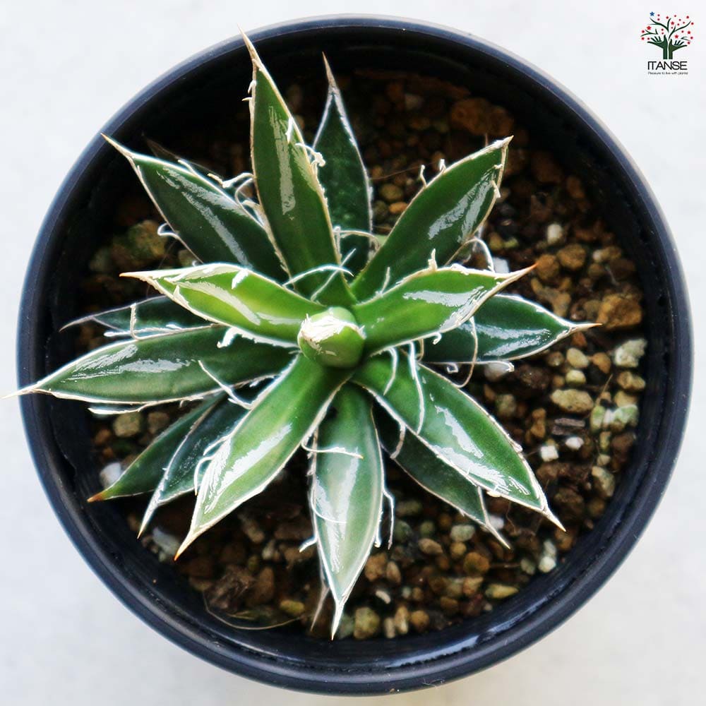 アガベ フィリフェラ 【多肉植物 3.5号／1個売り】｜ 【植物の