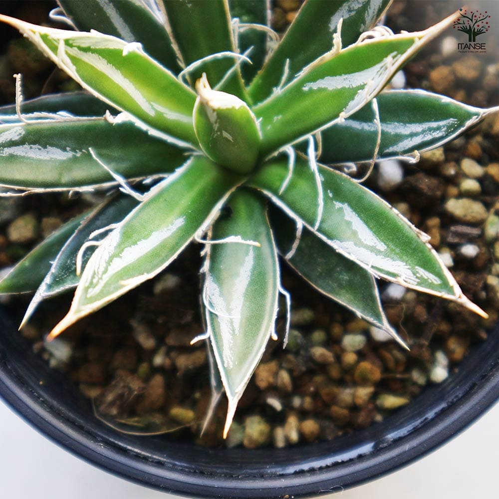 アガベ フィリフェラ 【多肉植物 3.5号／1個売り】｜ 【植物の