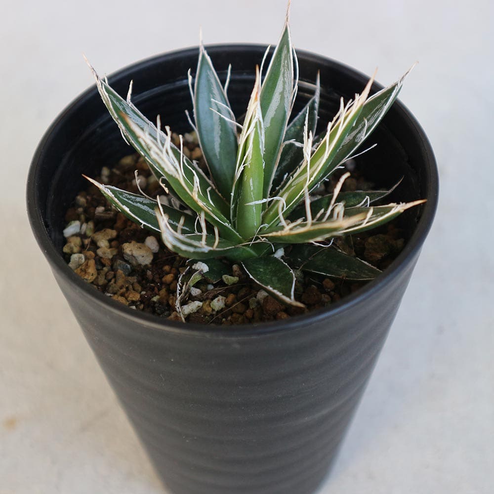 アガベ フィリフェラ 【多肉植物 3.5号／1個売り】｜ 【植物の