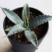 アガベ クリサンサ 【多肉植物 3.5号／1個売り】|多肉植物