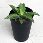 アガベ キシロナカンサ 【多肉植物 3.5号／1個売り】|多肉植物