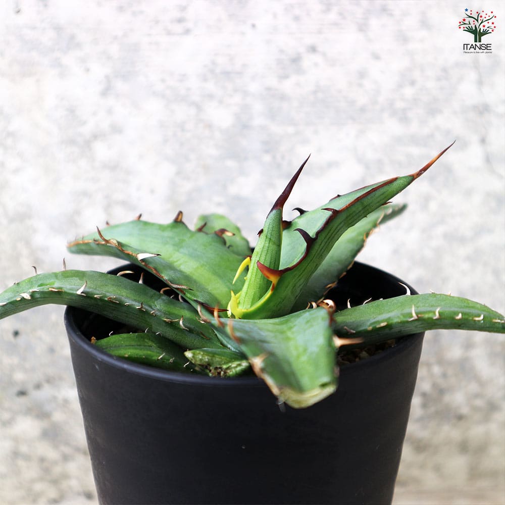 アガベ キシロナカンサ 【多肉植物 3.5号／1個売り】｜ 【植物の