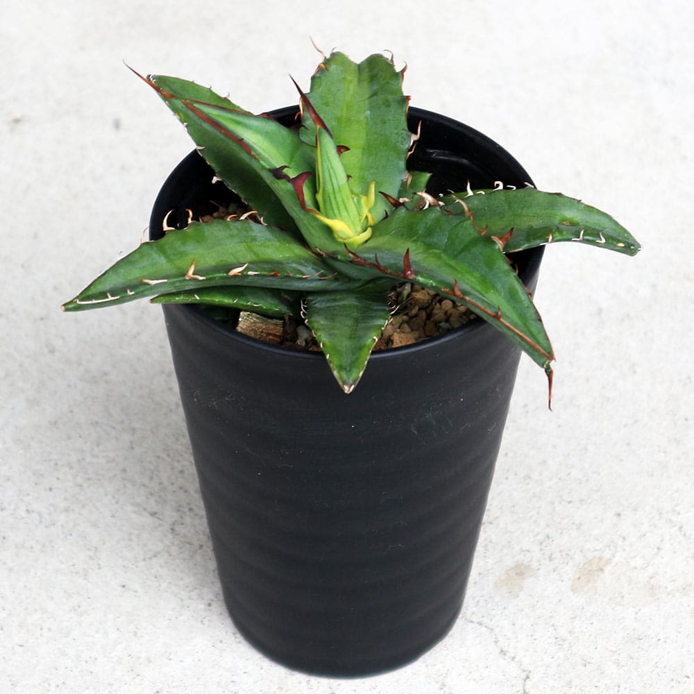 アガベ キシロナカンサ 【多肉植物 3.5号／1個売り】｜ 【植物の