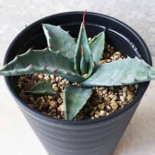 アガベ ハバディアーナ 【多肉植物 3.5号／1個売り】|多肉植物