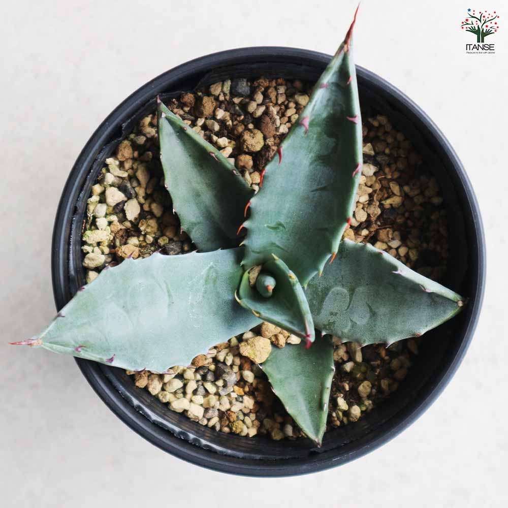 アガベ ハバディアーナ 【多肉植物 3.5号／1個売り】｜ 【植物の