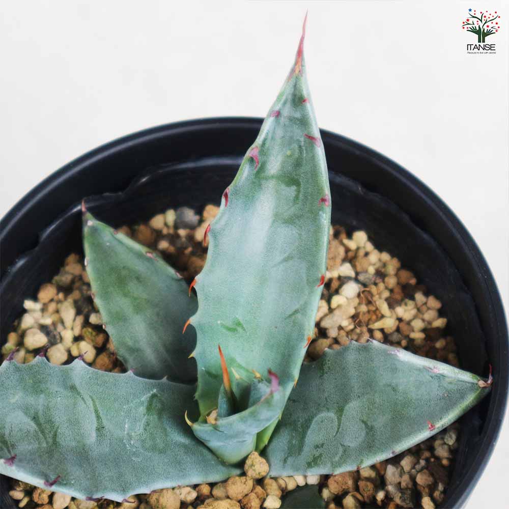 アガベ ハバディアーナ 【多肉植物 3.5号／1個売り】｜ 【植物の