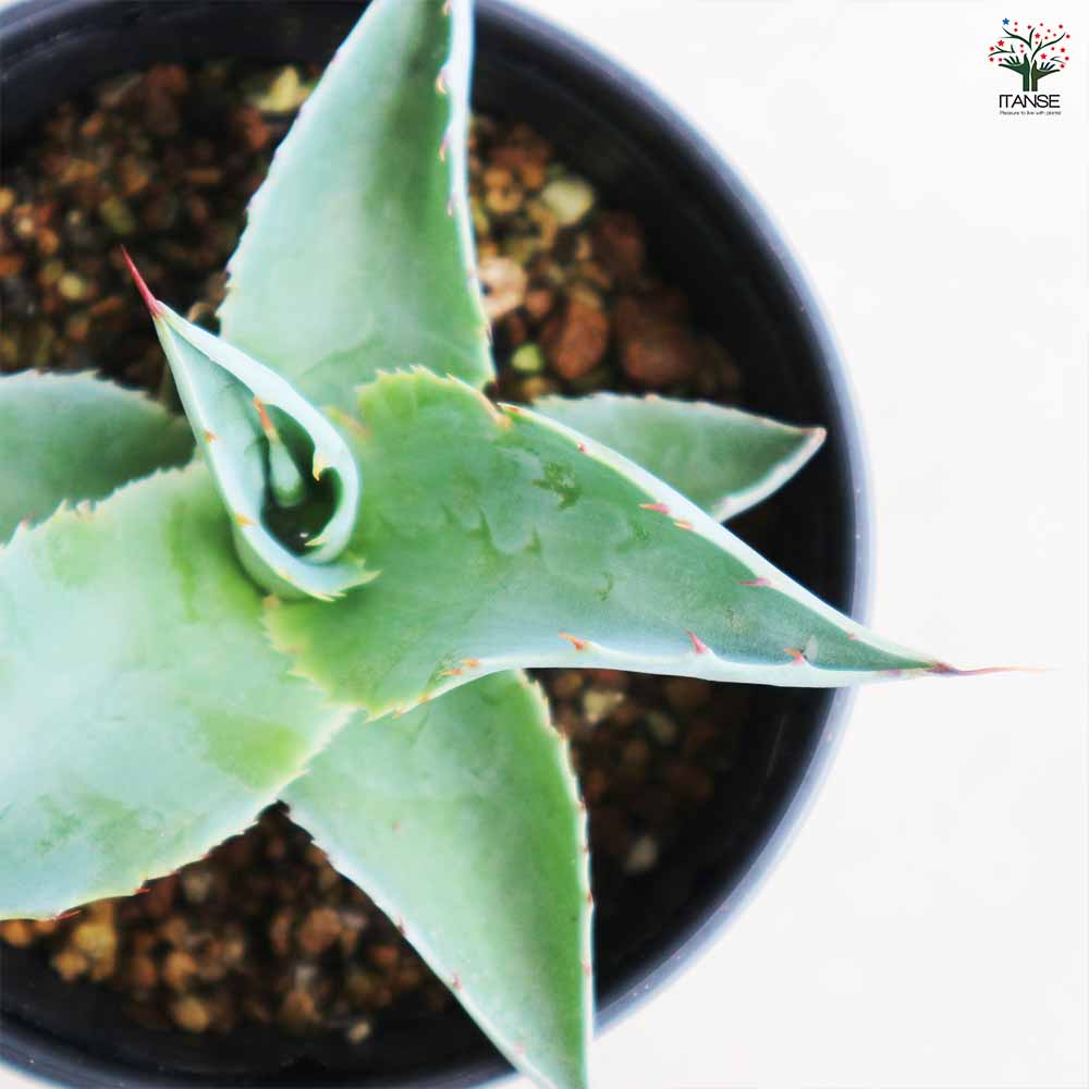 アガベ オバティフォリア 【多肉植物 3.5号／1個売り】｜ 【植物の