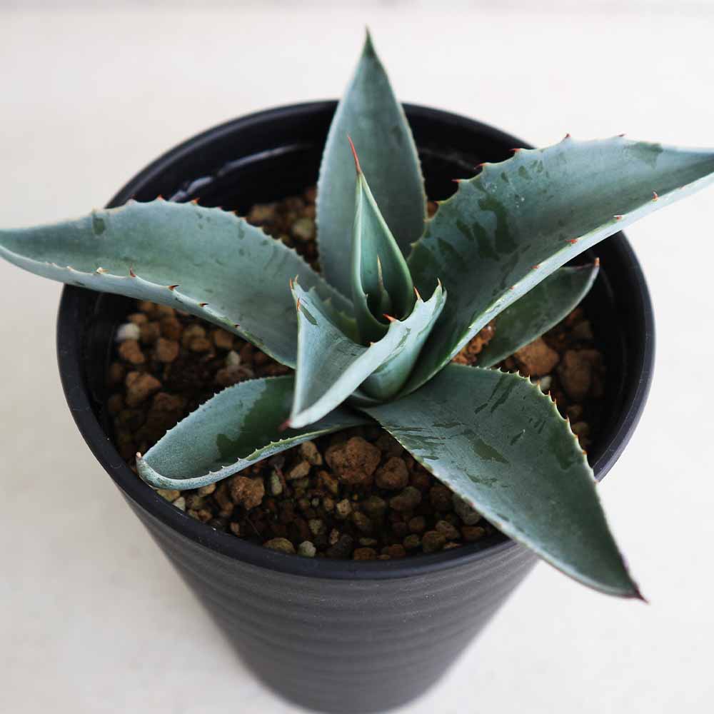 アガベ オバティフォリア 【多肉植物 3.5号／1個売り】｜ 【植物の