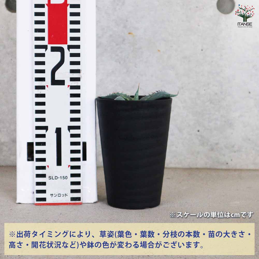 アガベ バリートルンカータ 【多肉植物 3.5号／1個売り】｜ 【植物の