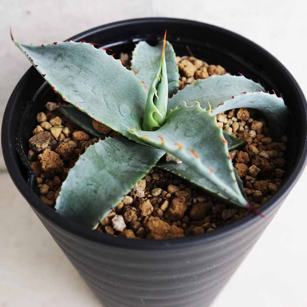 アガベ バリートルンカータ 【多肉植物 3.5号／1個売り