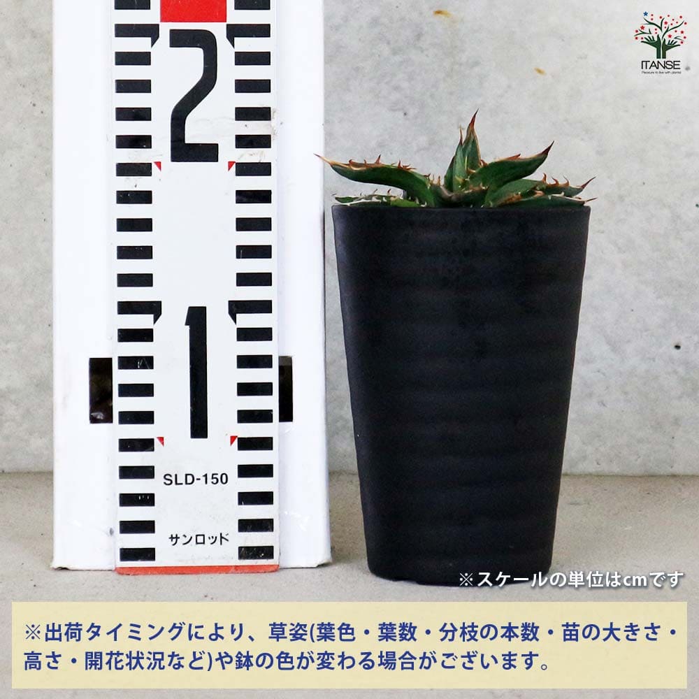 アガベ ガルシアメンドーサ 【多肉植物 3.5号／1個売り】｜ 【植物の
