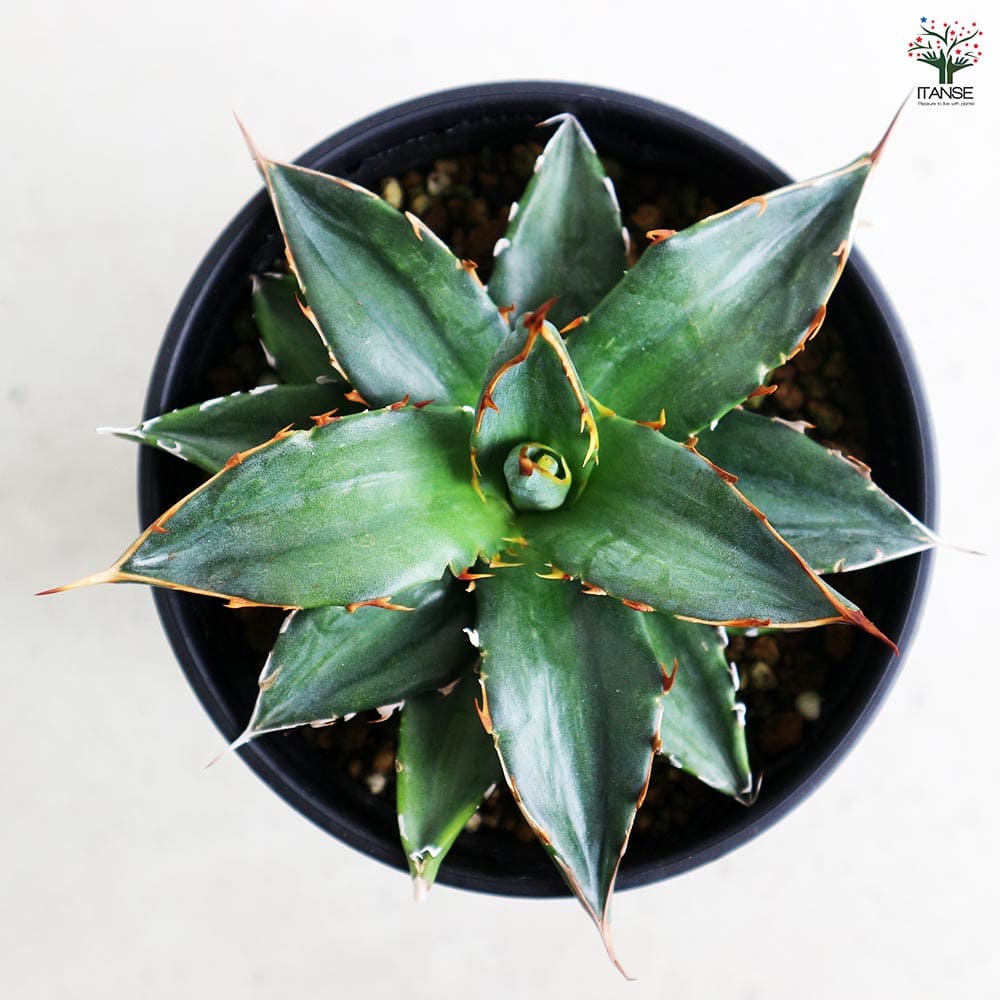 アガベ ガルシアメンドーサ 【多肉植物 3.5号／1個売り】｜ 【植物の