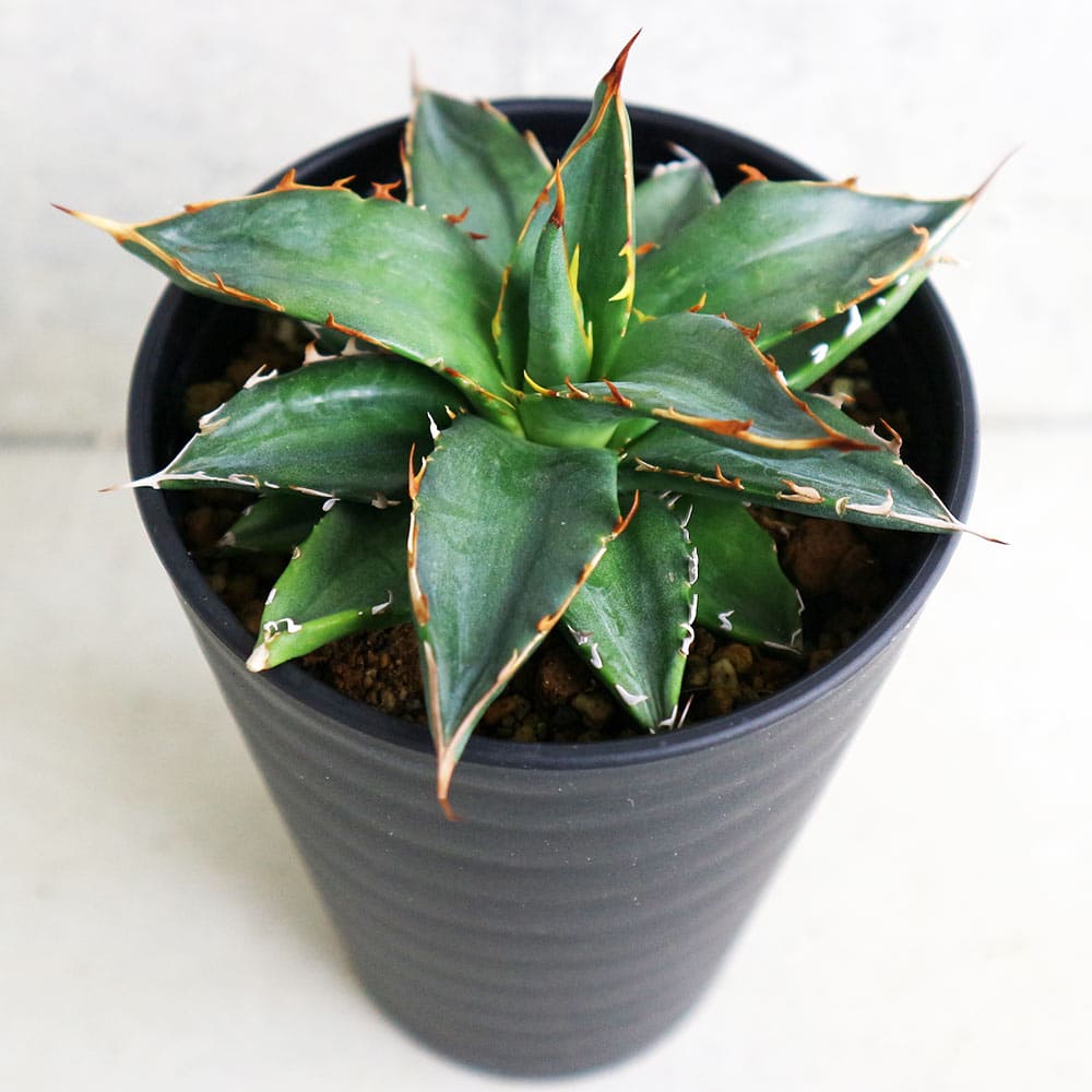 アガベ ガルシアメンドーサ　　大株 アガベ ガルシアメンドーサ 【多肉植物 3.5号／1個売り】｜ 【植物の