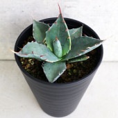 アガベ パラサナ 【多肉植物 3.5号／1個売り】|多肉植物