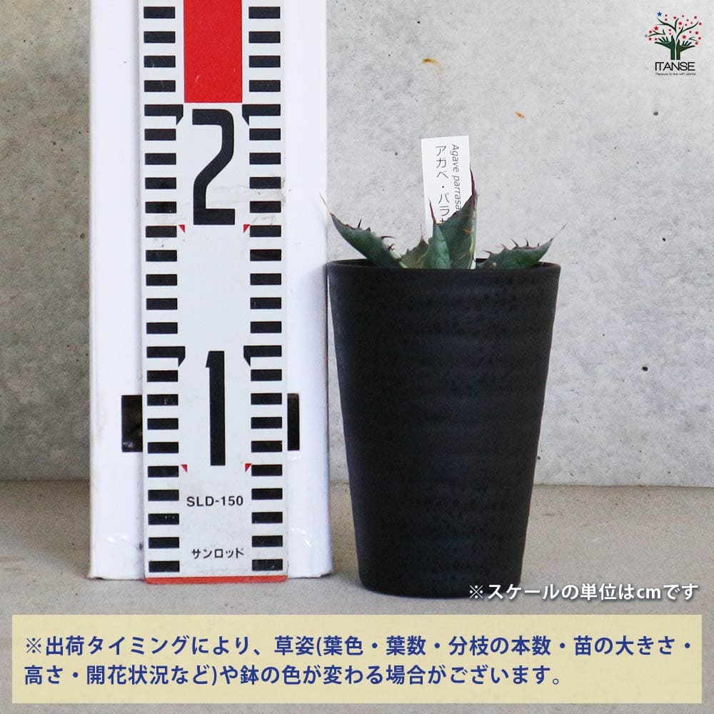 アガベ パラサナ 【多肉植物 3.5号／1個売り】｜ 【植物のITANSE