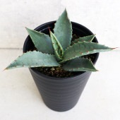 アガベ パリー 【多肉植物 3.5号／1個売り】|多肉植物