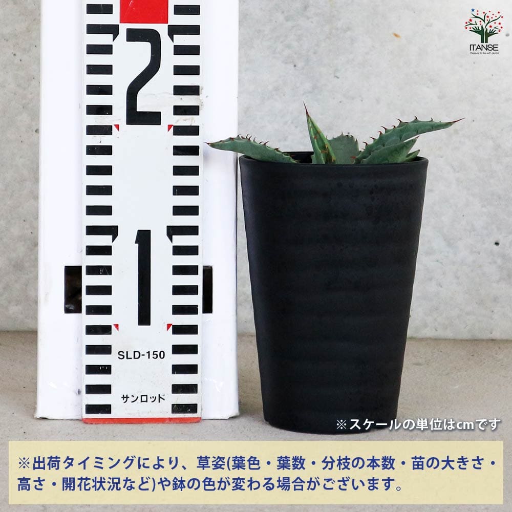 アガベ パリー 【多肉植物 3.5号／1個売り】｜ 【植物のITANSE