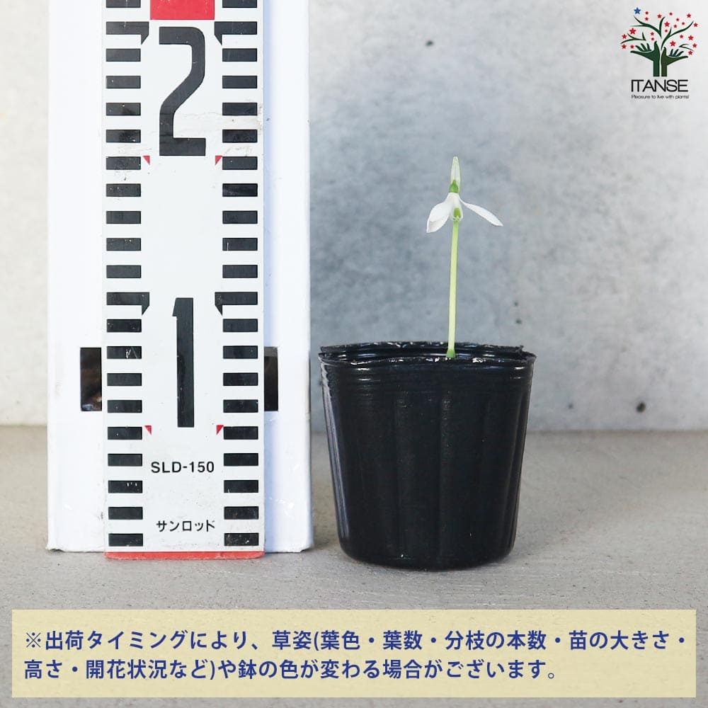 スノードロップ 芽出し苗3号ロングポット 【花苗 3号】｜ 【植物の