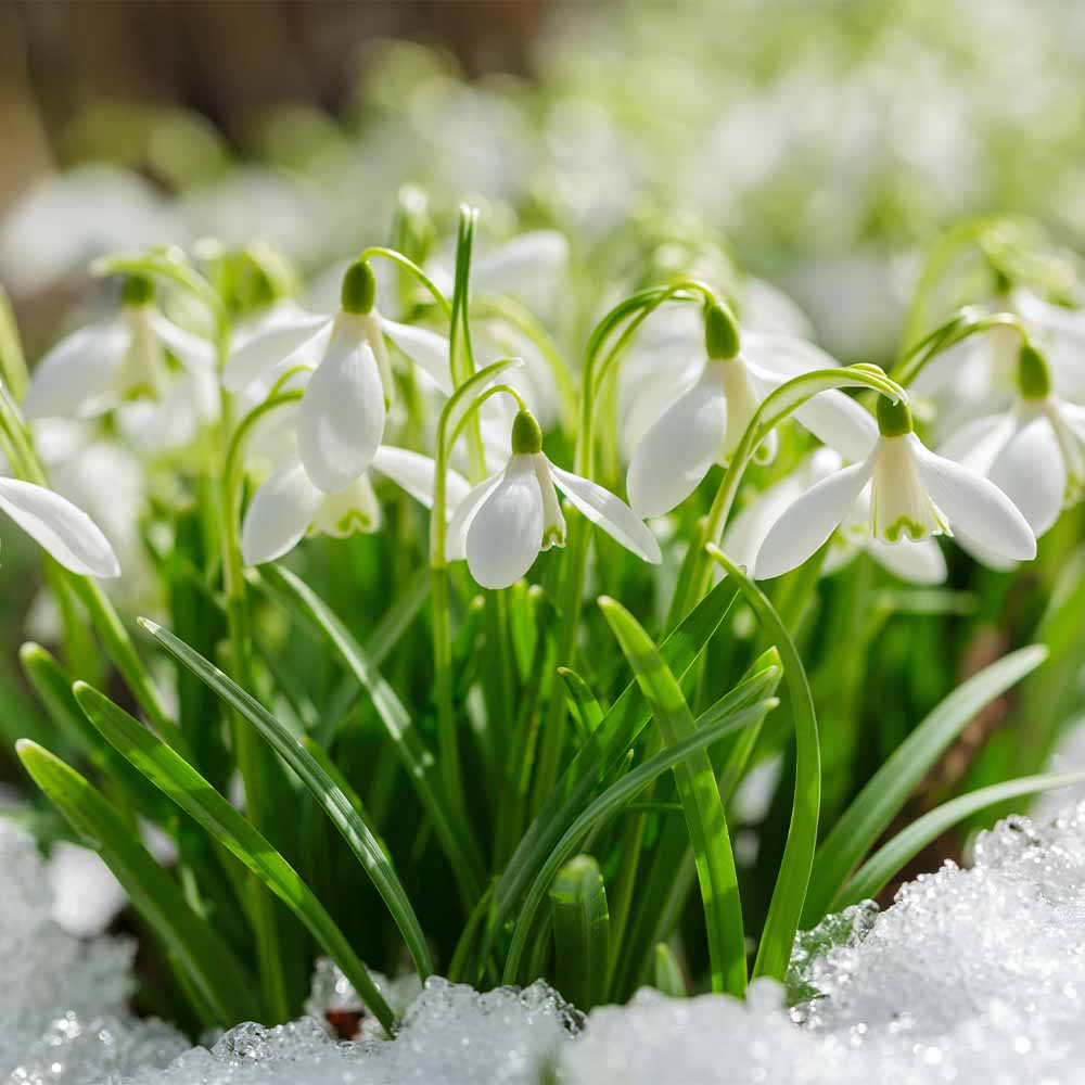 スノードロップ 芽出し苗3号ロングポット 【花苗 3号】