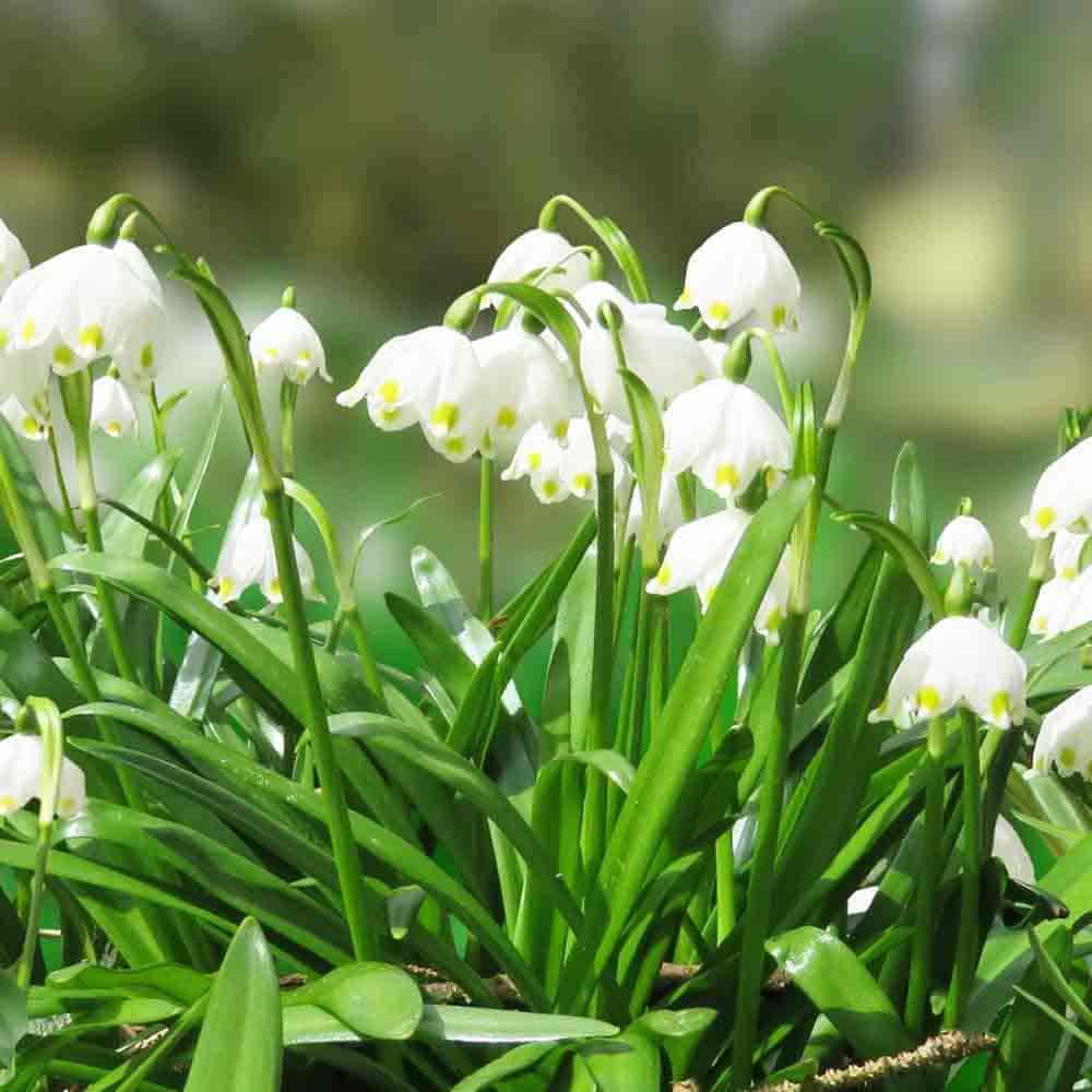 スノードロップ 芽出し苗3号ロングポット 【花苗 3号】