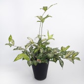 ドラセナ ゴッドセフィアナ フロリダビューティー(スルクロサ) 【観葉植物 6号／1個売り】|観葉植物