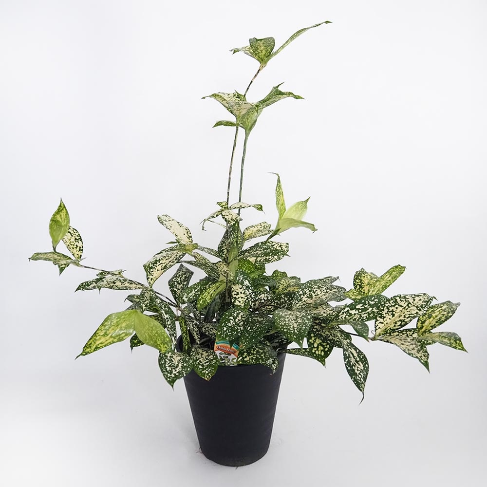 ドラセナ ゴッドセフィアナ フロリダビューティー(スルクロサ) 【観葉植物 6号／1個売り】