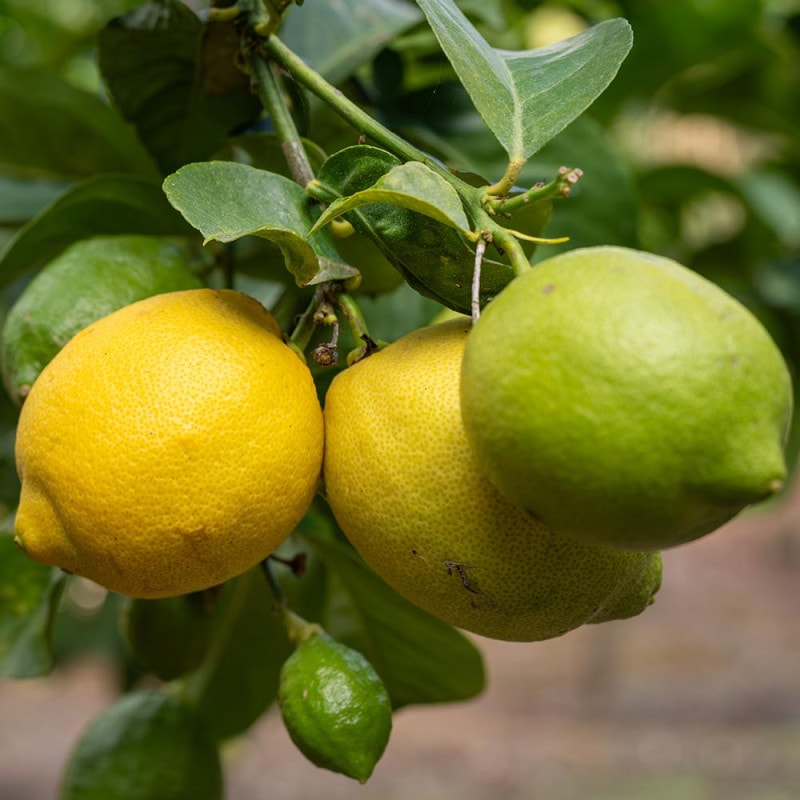 レモンの苗木 四季成り アレンユーレカレモン 今年から実がなる率が