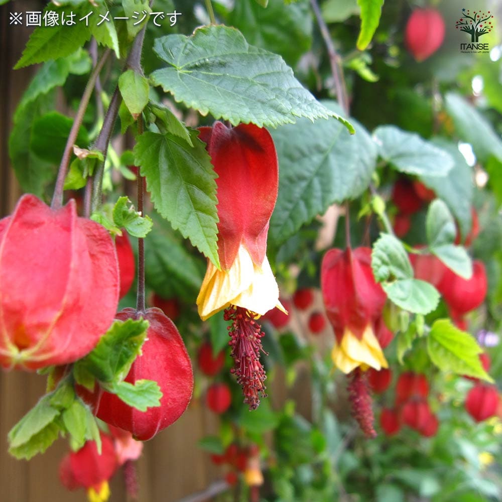 アブチロン チロリアンランプ 【花木苗 6号／1個売り】｜ 【植物の