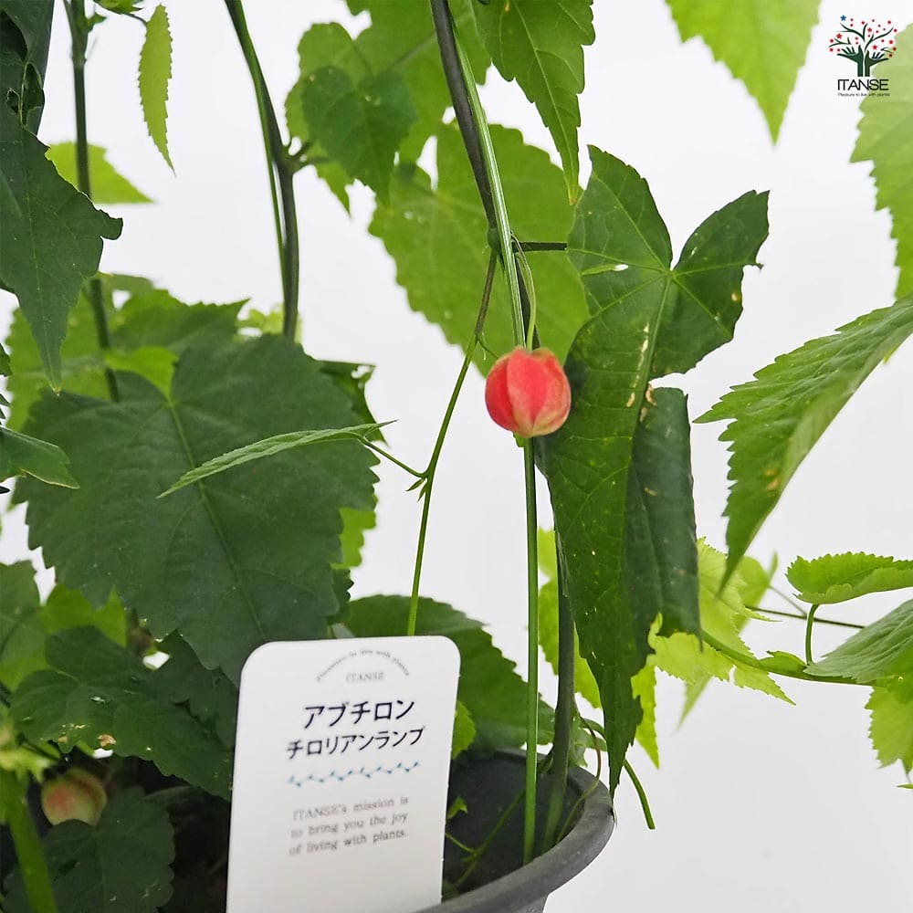 アブチロン チロリアンランプ 【花木苗 6号／1個売り】｜ 【植物の