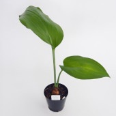 アマゾンリリー (ユーチャリスグランディフローラ) 【観葉植物 4号／1個売り】|観葉植物