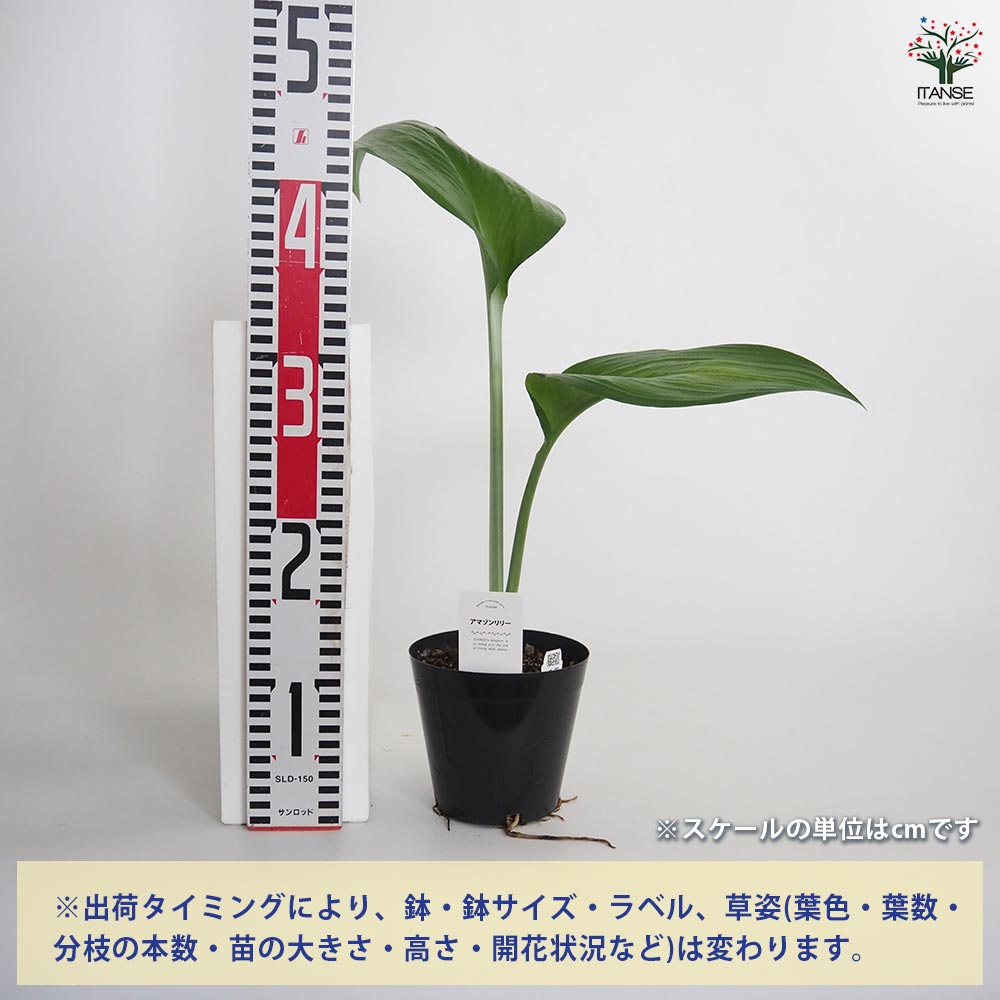 アマゾンリリー (ユーチャリスグランディフローラ) 【観葉植物 4号／1